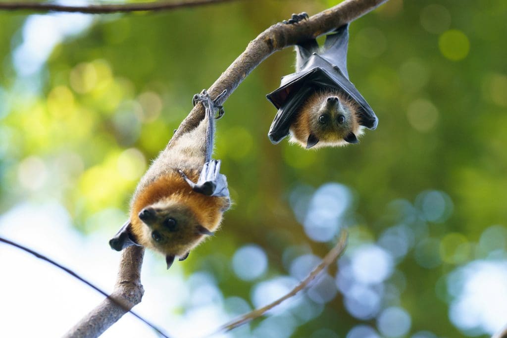 Biodiversity 1024x683