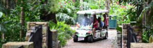 Buggy in the Palmetum 2